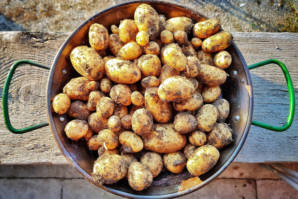 Kartoffelanbau – Im Garten Oder Vom Balkon | Waschbär-Magazin