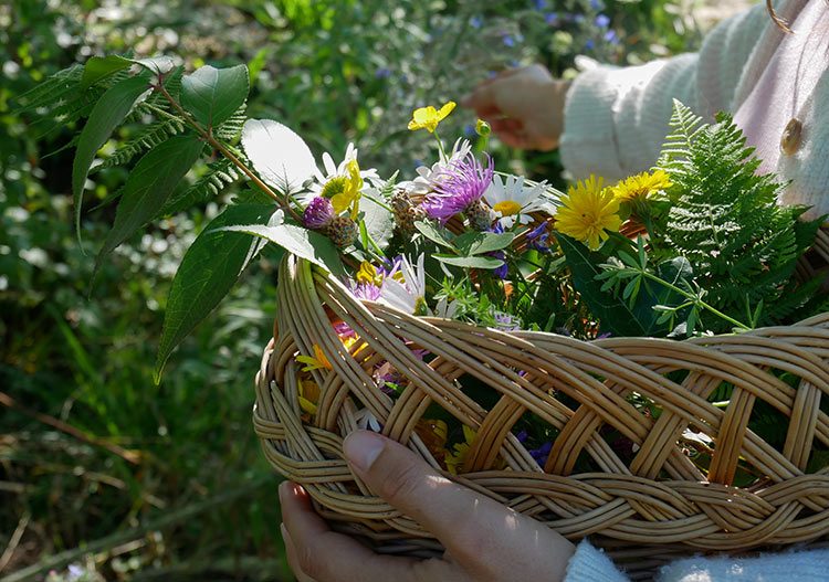Frau sammelt Blumen für den Blumendruck in einem geflochteten Korb.