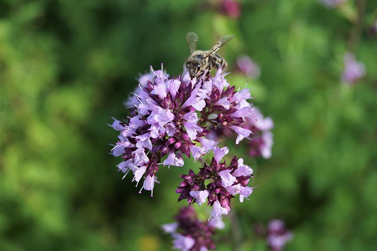 Der Dost blüht lilafarben und eine Biene labt sich an seinen Blüten.