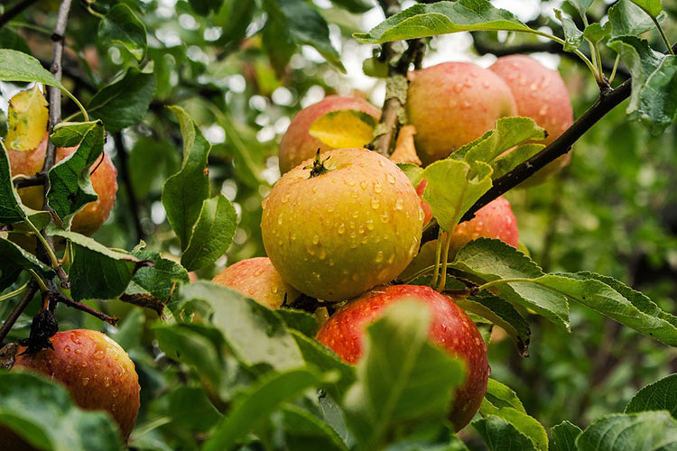 Gelbe Äpfel einer alten Apfelsorte hängen in dem Apfelbaum.