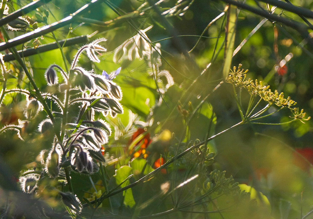 Garten Co Gartenbedarf Fur Ihren Biogarten Von Waschbar